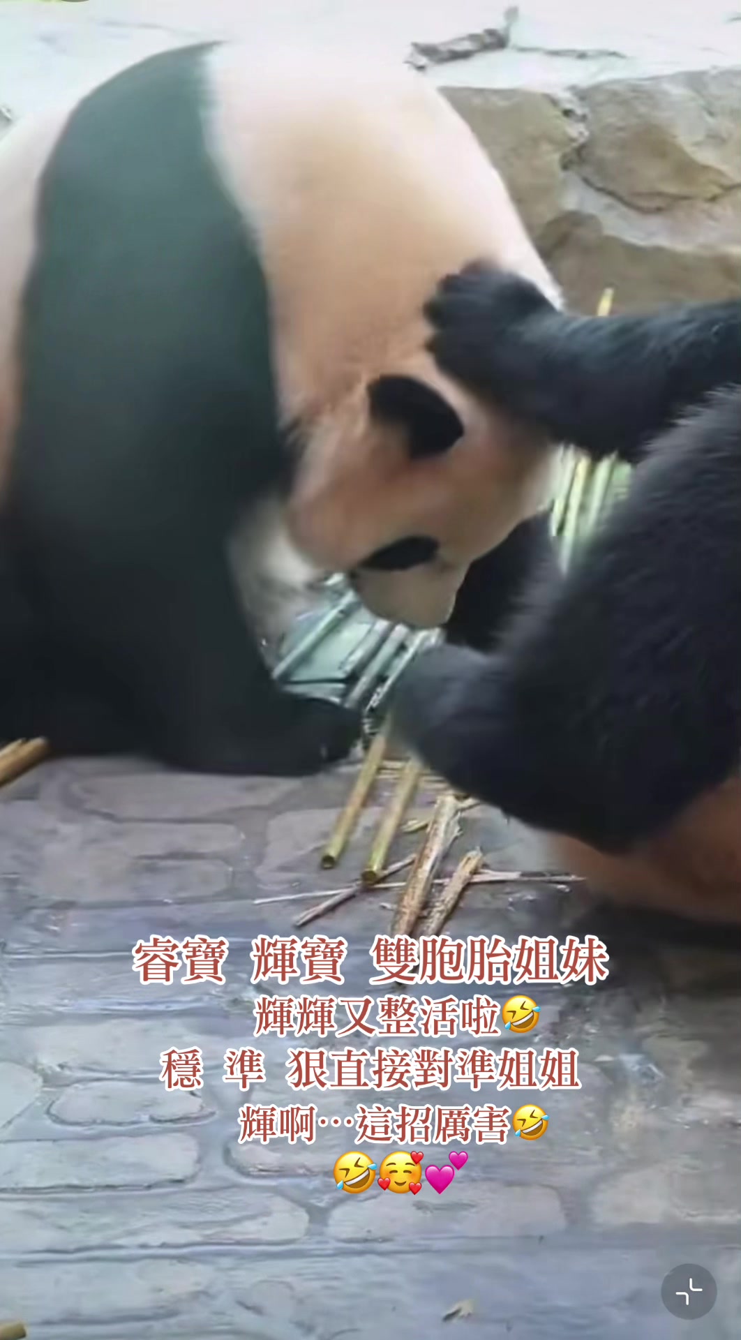 @福公主💕福豬豬💕 🍎 🥕 🐼 🎋🍀