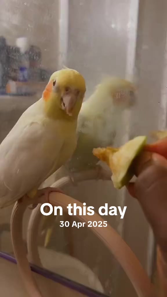 @Bixby the Budgie