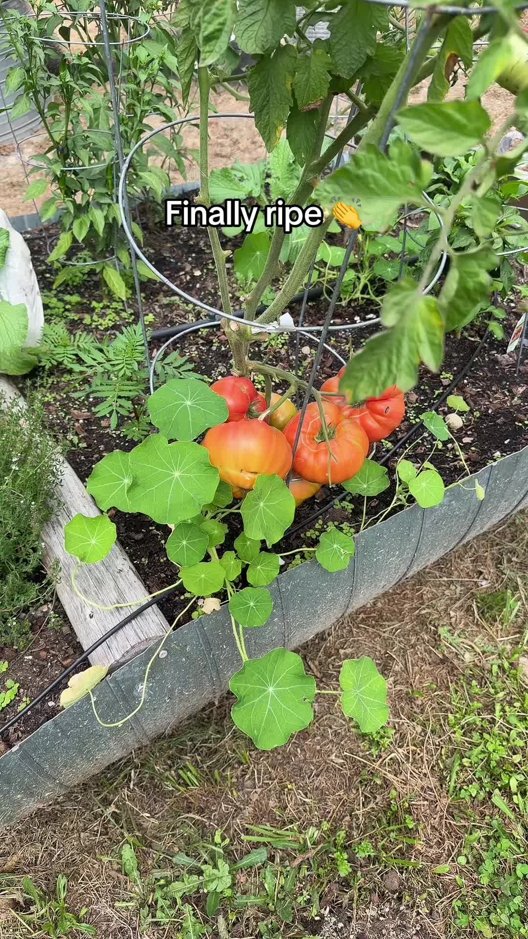 @Lyndsey - Backyard Family Farm