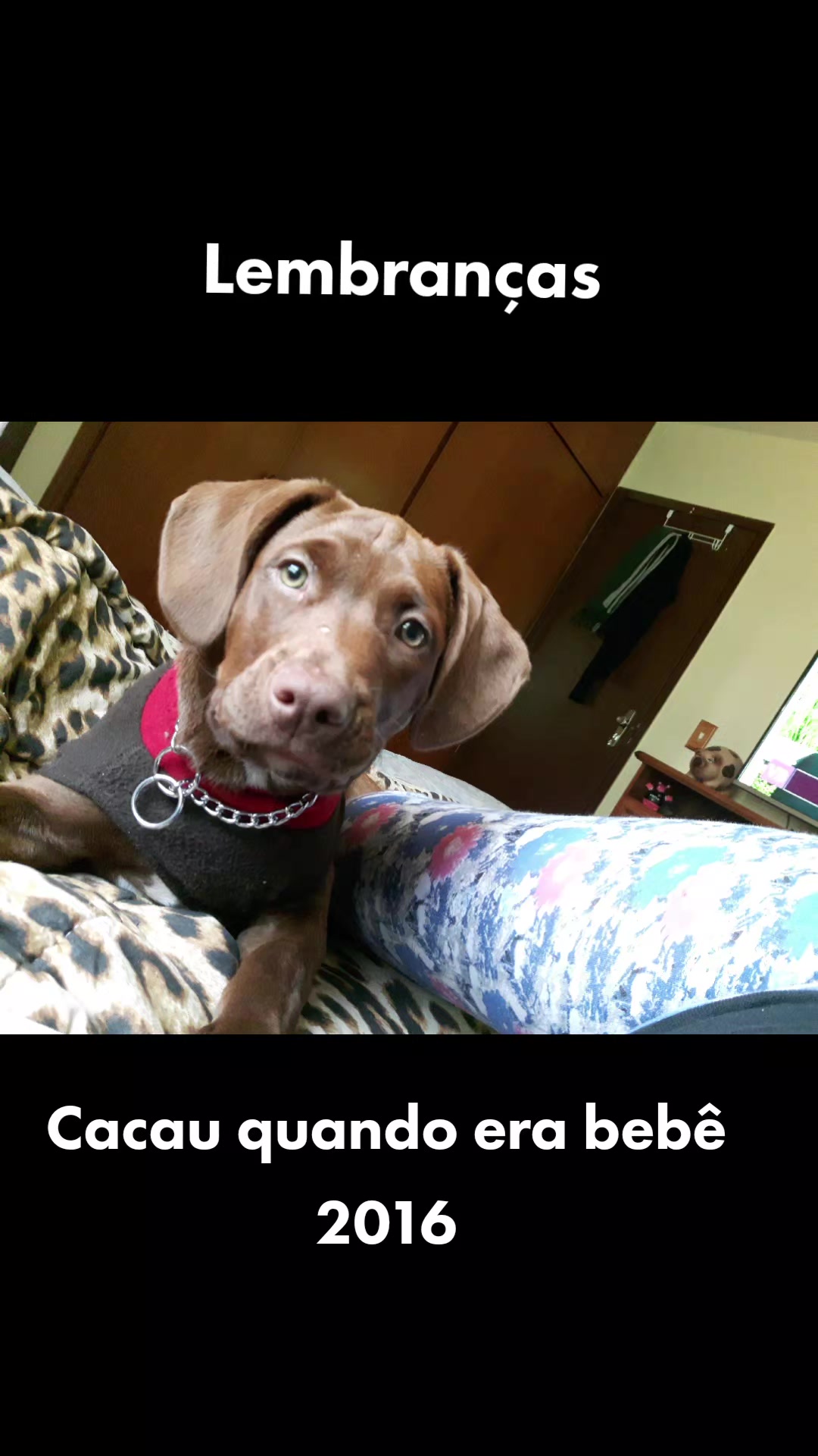 @MagdAmAnimais😾🐶🕊🐅🐍🐢🦜