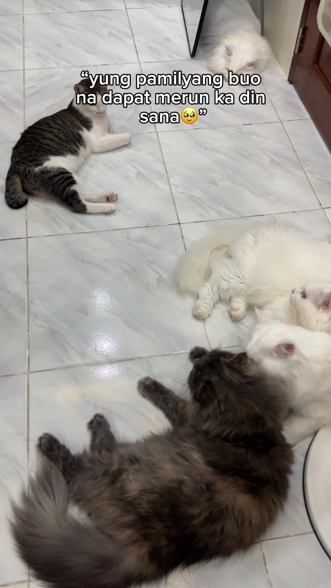 @Chloe & Casper 🐾