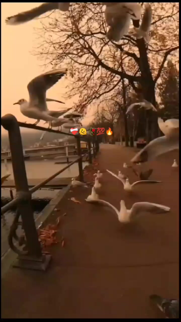 @🌴آنت الحیات᭄ِ❤️🩹