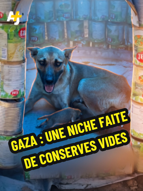 @AJ+ fran&ccedil;ais