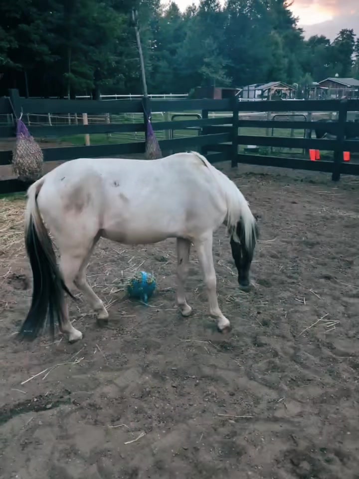 @Unshackled Hearts Ranch