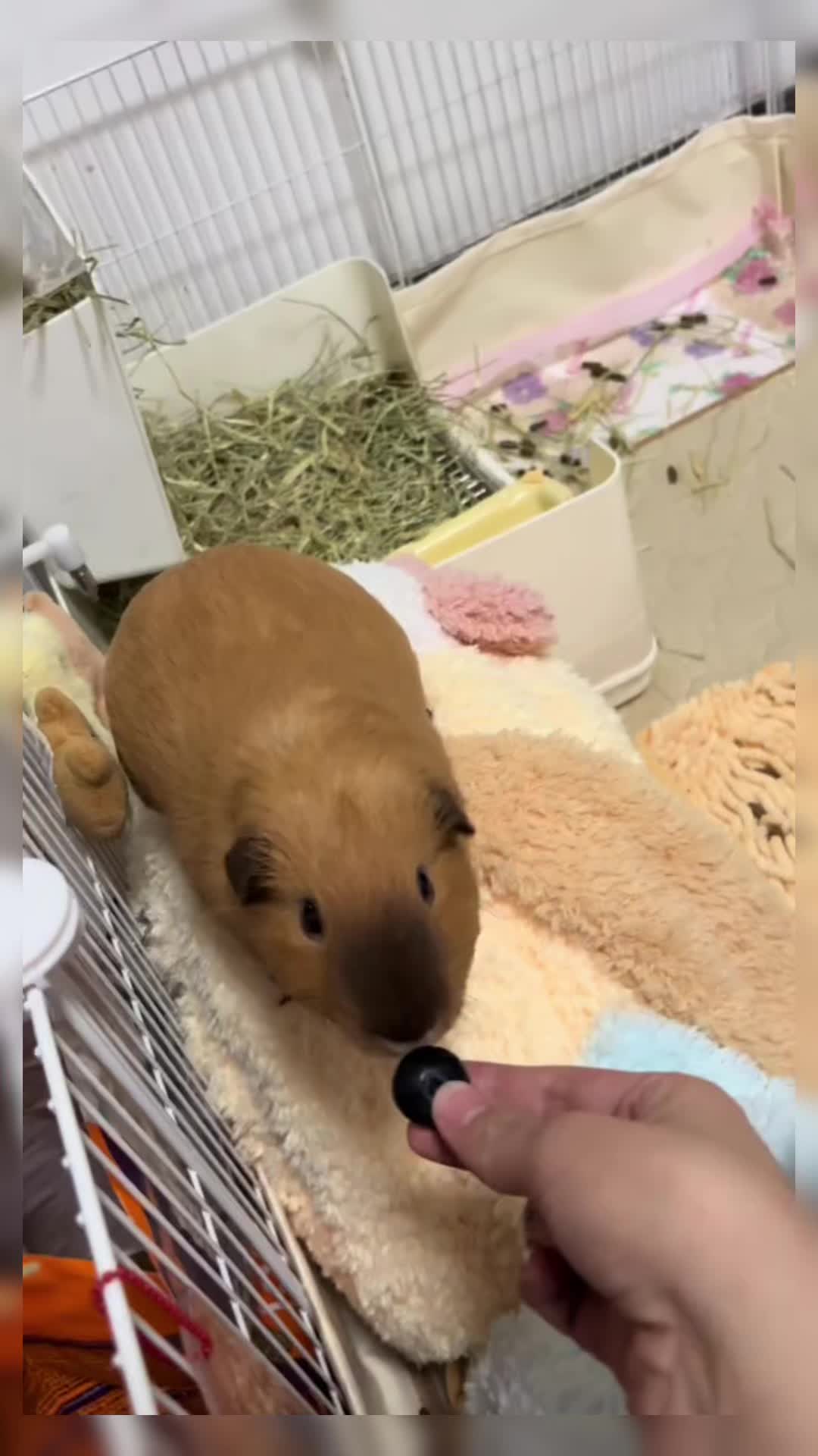 @CuteAnimal