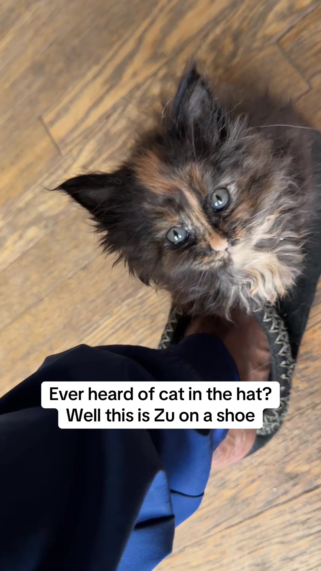 @Tycoon_Mainecoons
