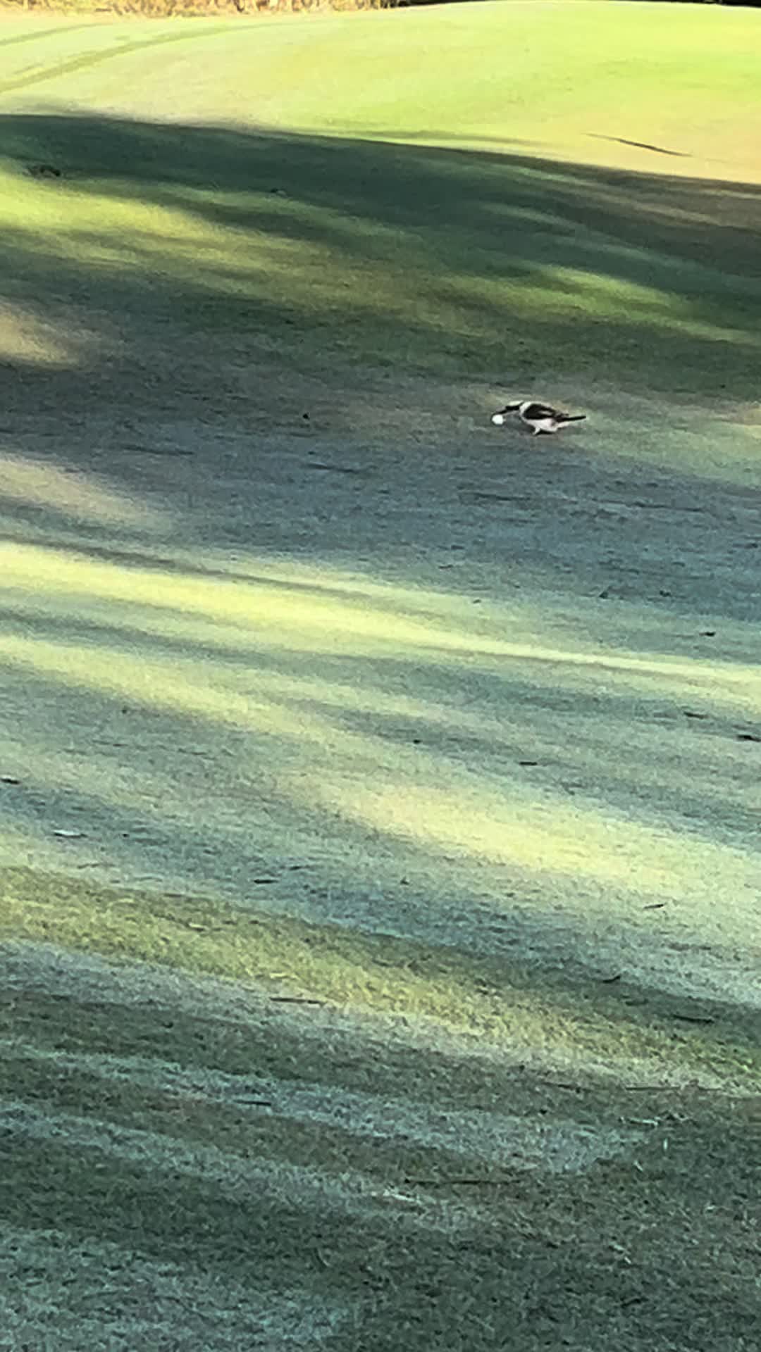 @Golf Junkie