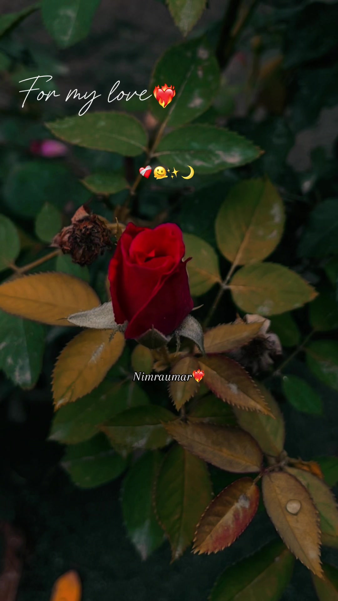 @ZirsHa🦋