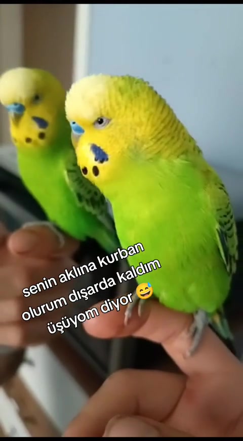 @🦀 güneş 🦀 19