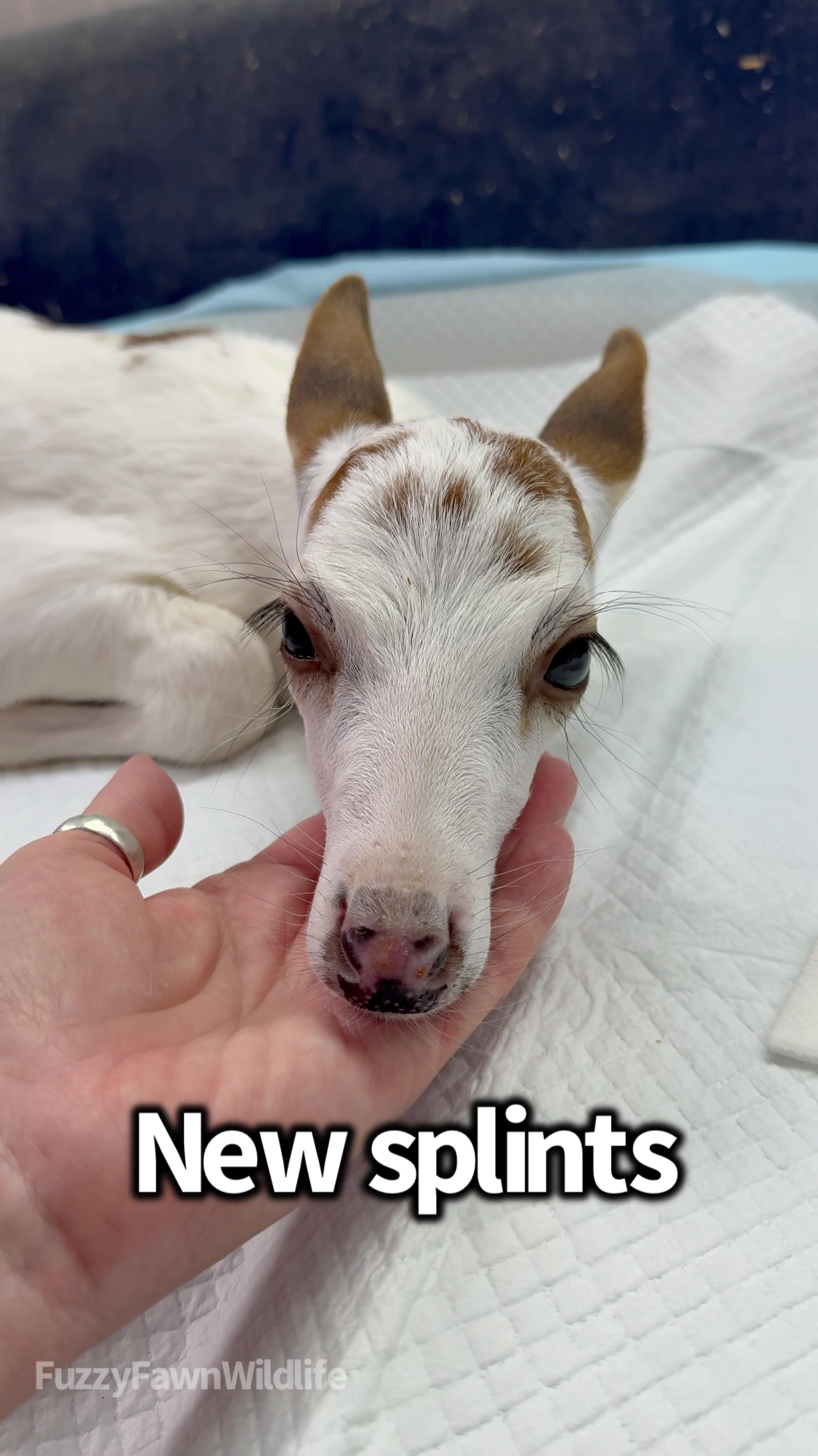 @Fuzzy Fawn Wildlife