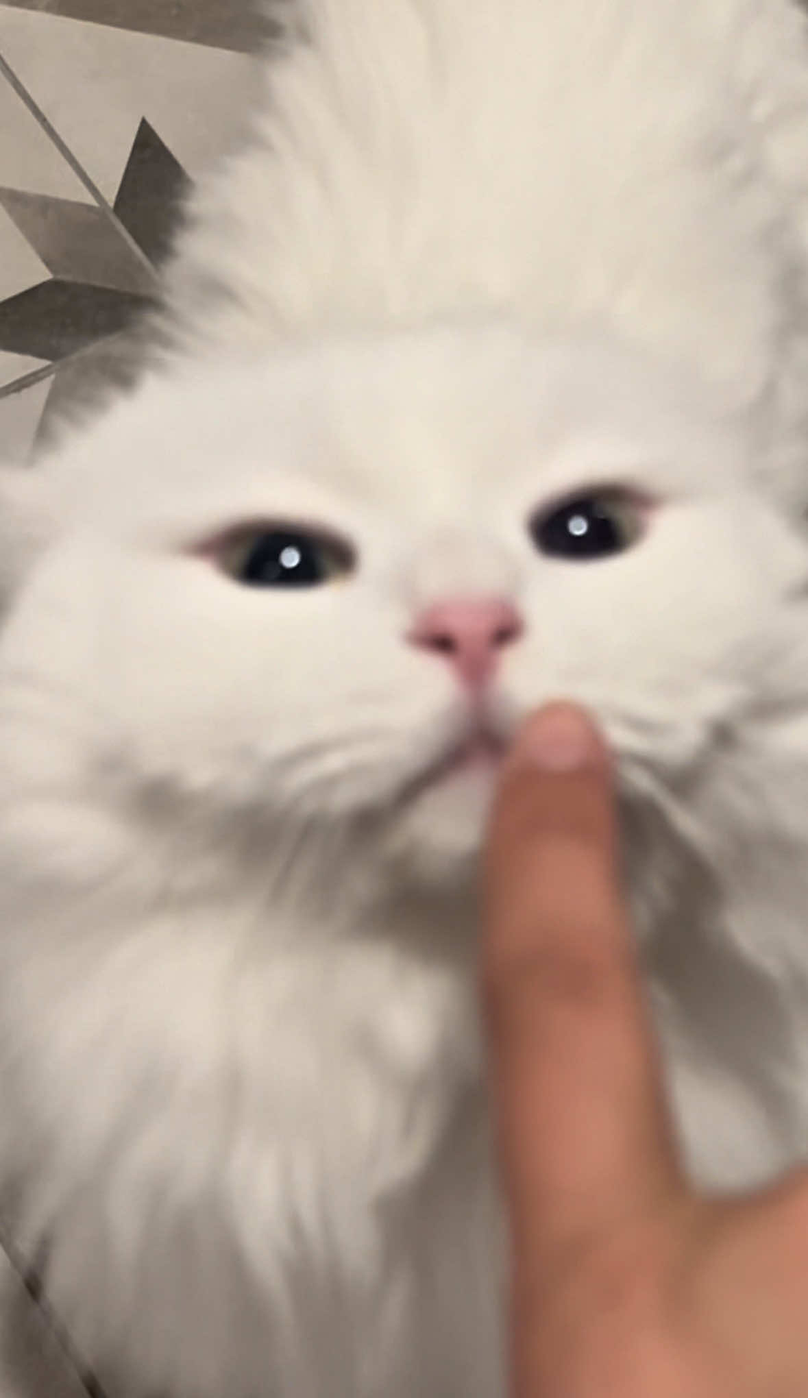 @Donut