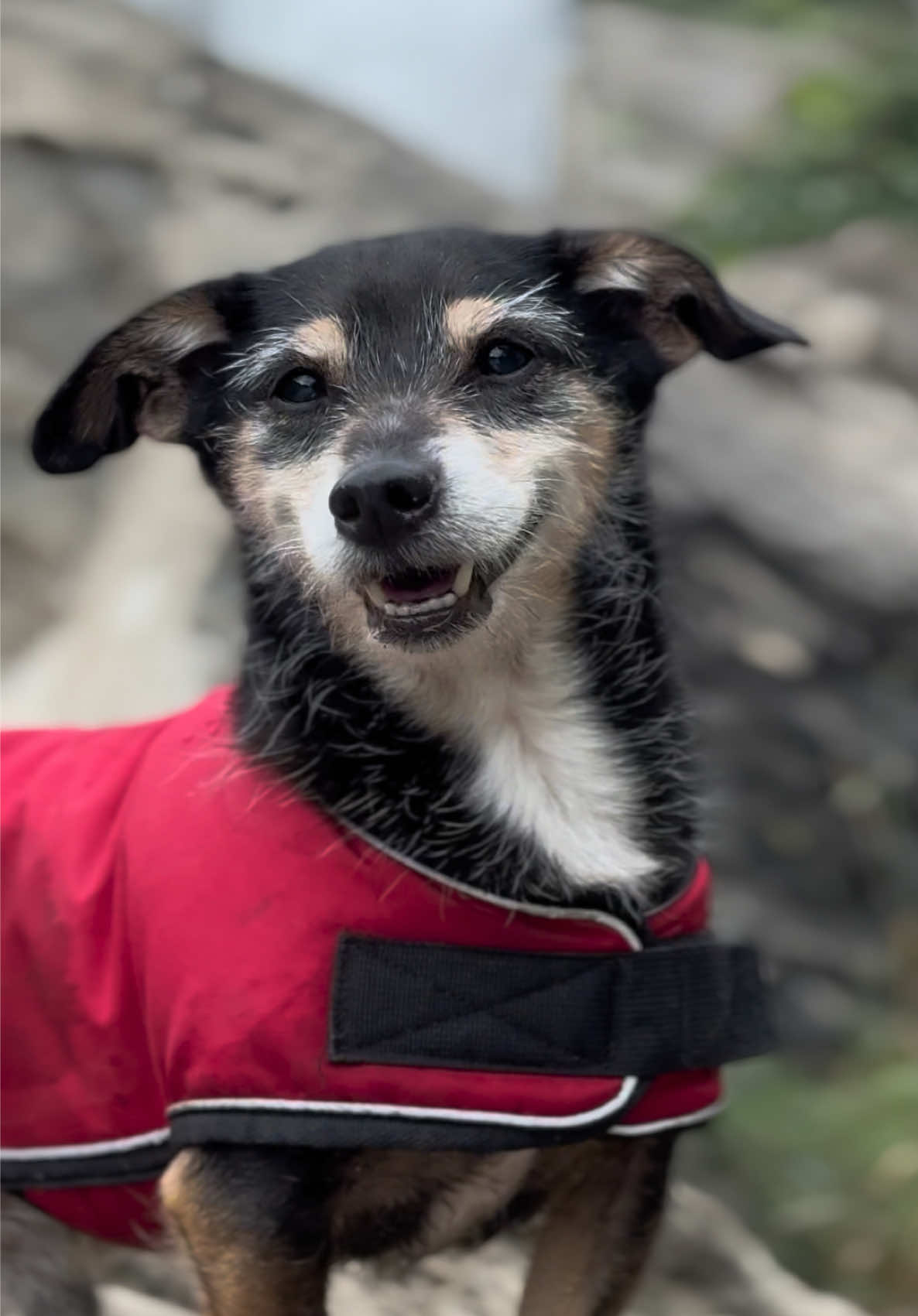 @M&Sigma;&Sigma;ƬЩ&Lambda;GӨП 🇨🇦🐶🎚️🐾