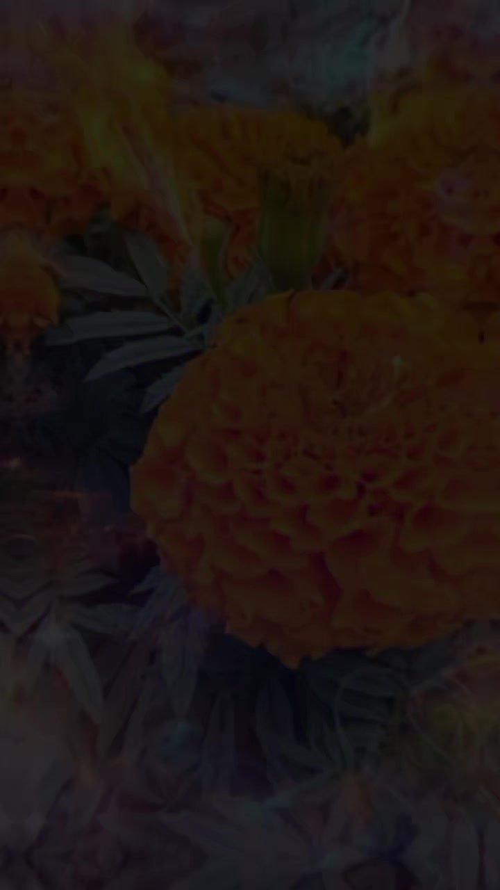 @suntalipahari
