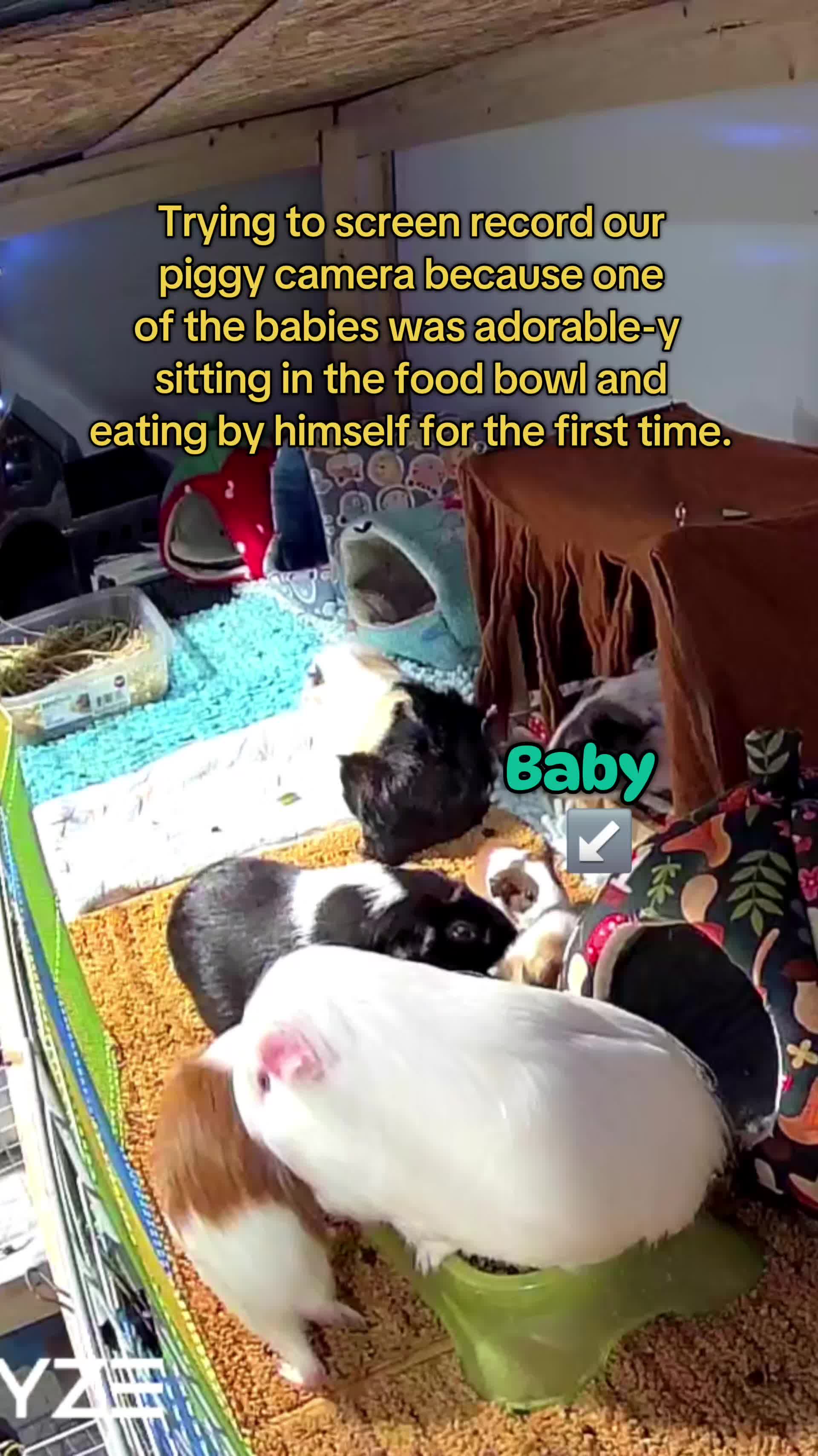 @♡GuineaPiggy♡