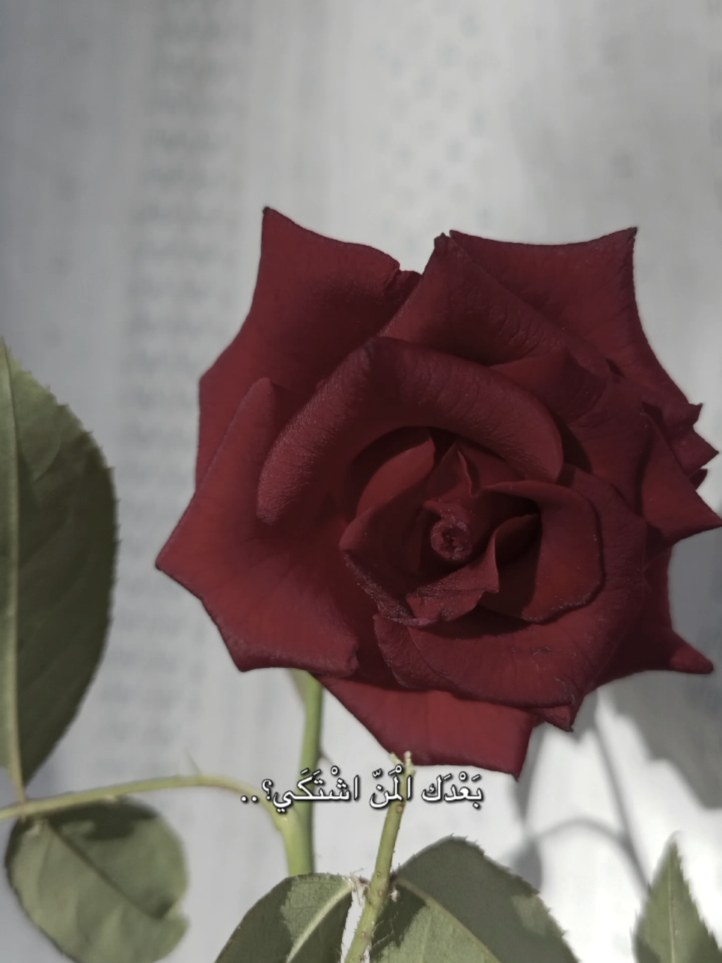 @lavendr81