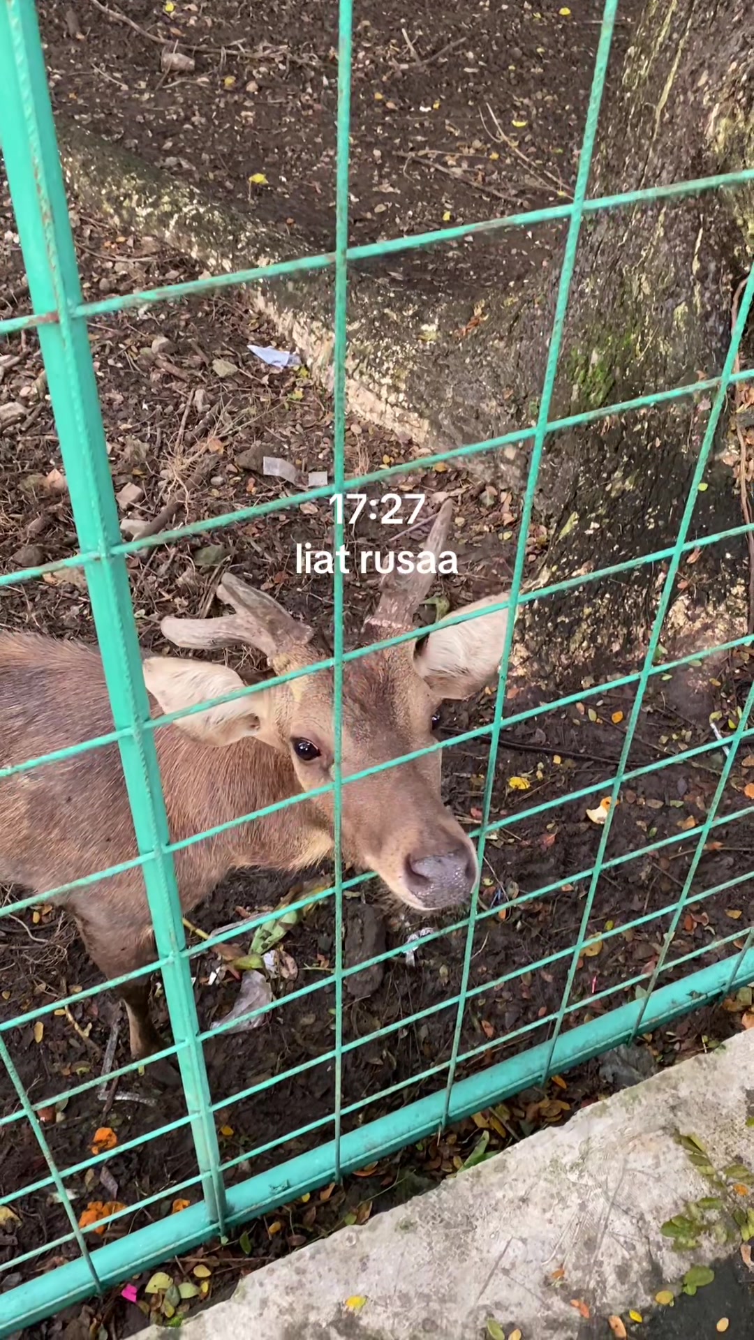 @🦫