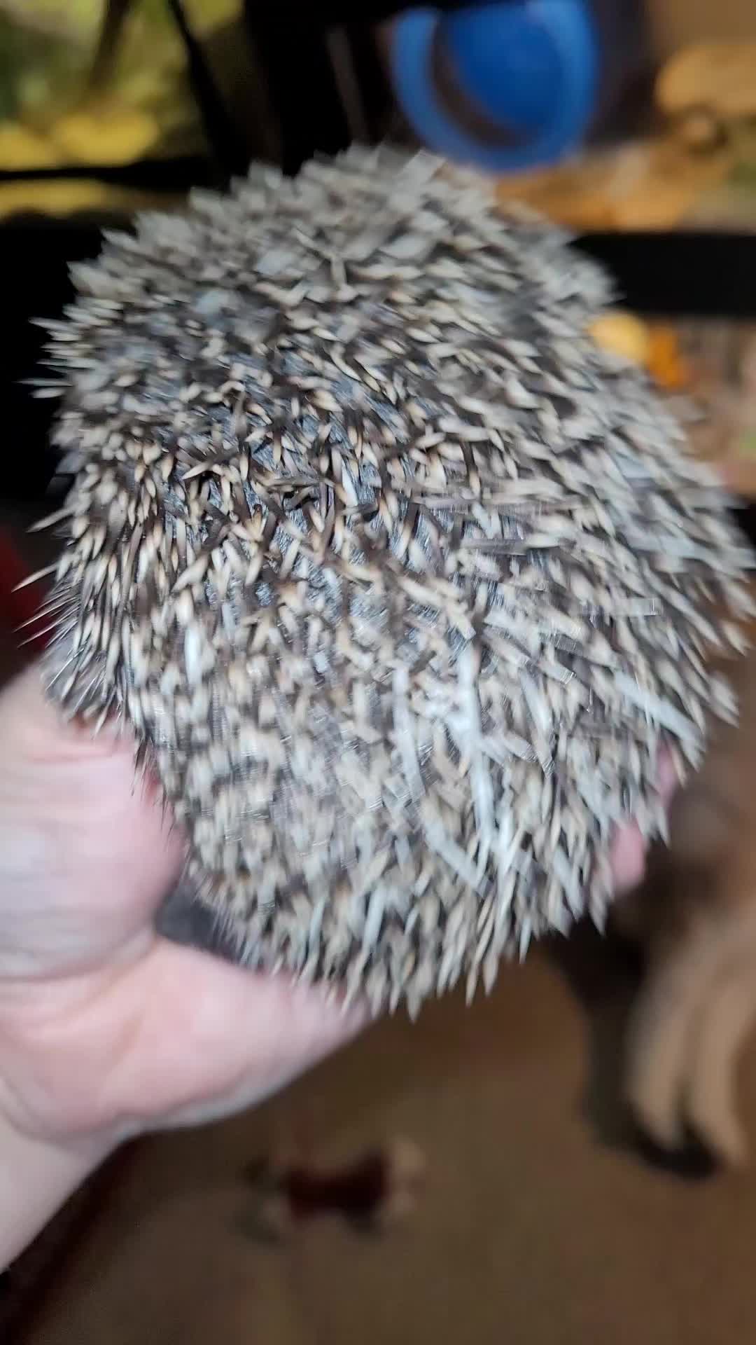 @My Little Exotic Zoo