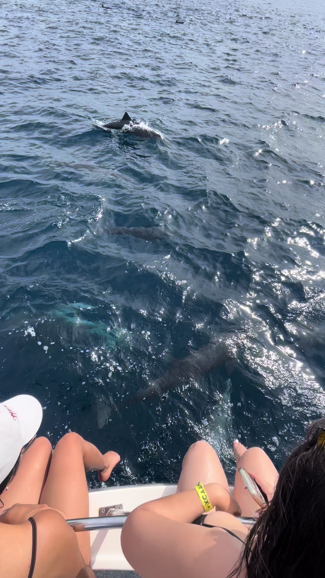 @Angel Mar 🐬🐳🎣