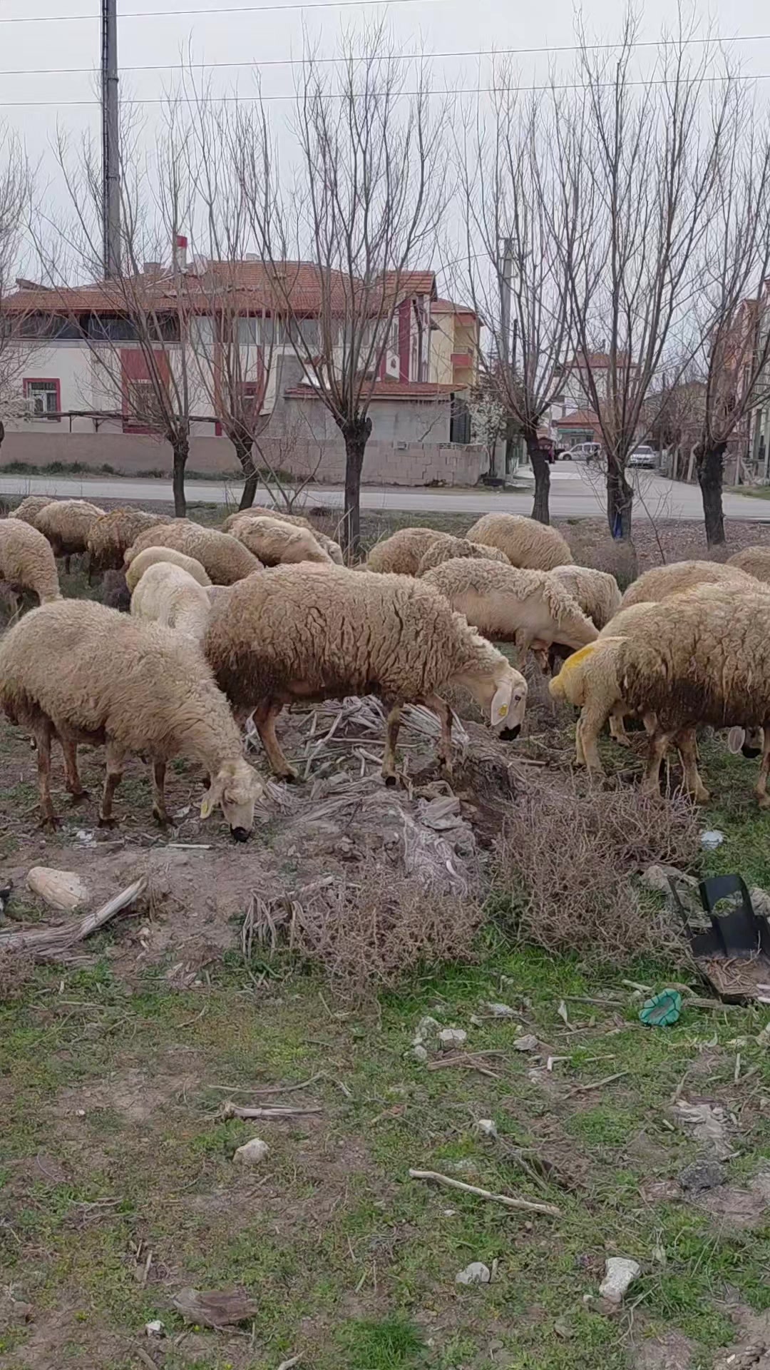 @Ramazan G&uuml;ltekin