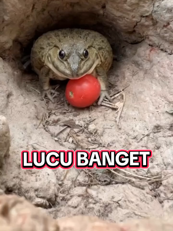 @Piya Kukus