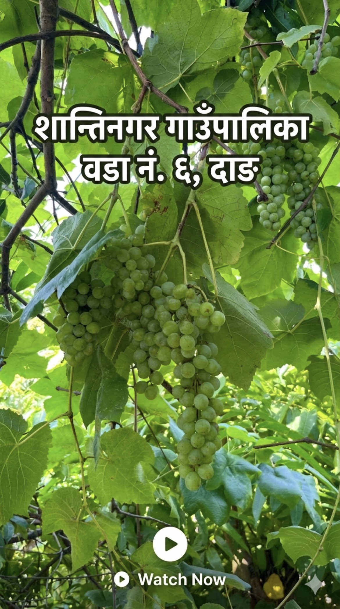 @AMRIT