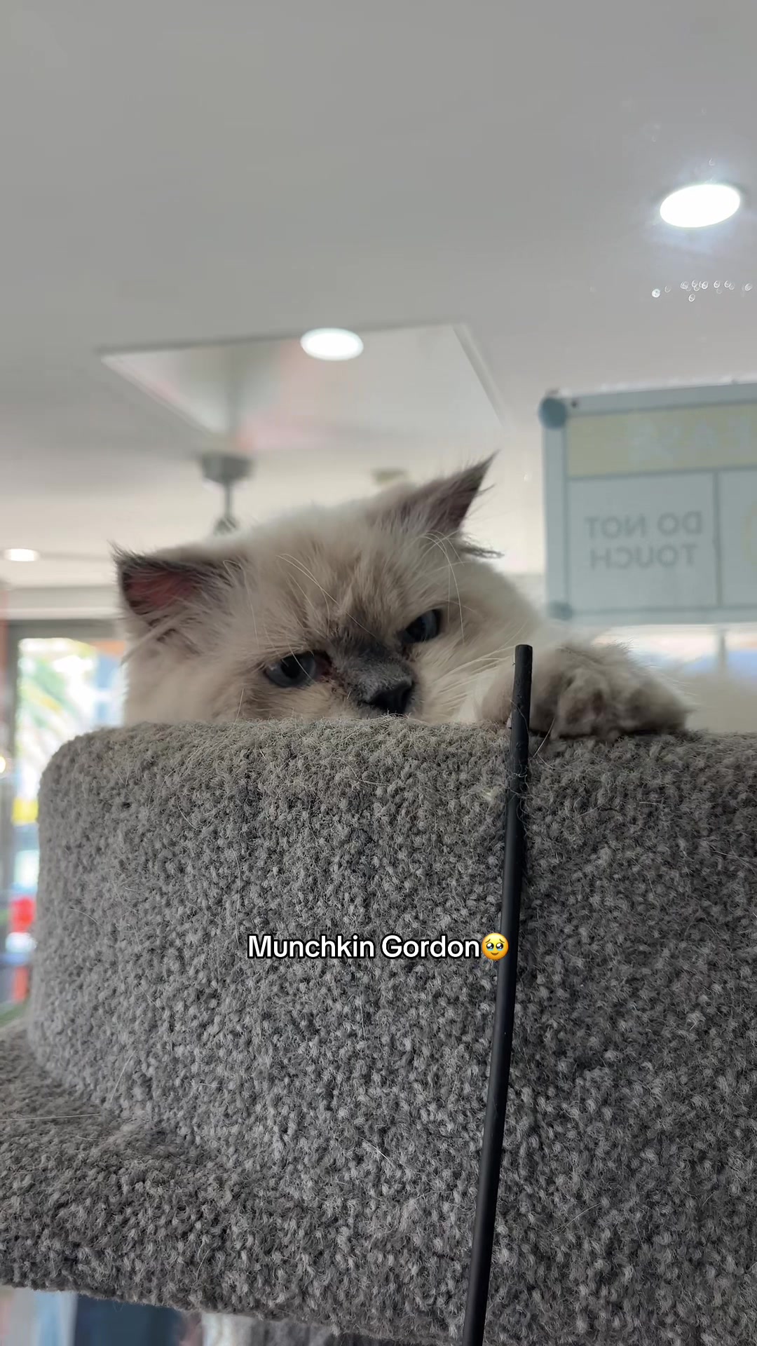 @crazycatcafe