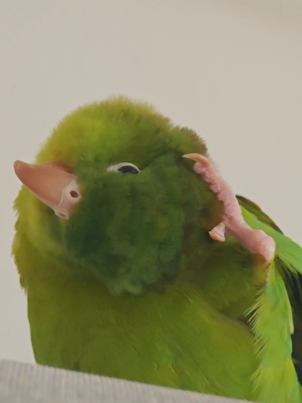 @Pohli