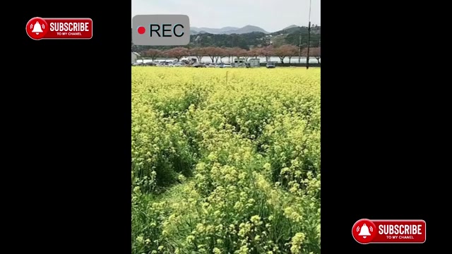 @audio bông cải xanh 🥦