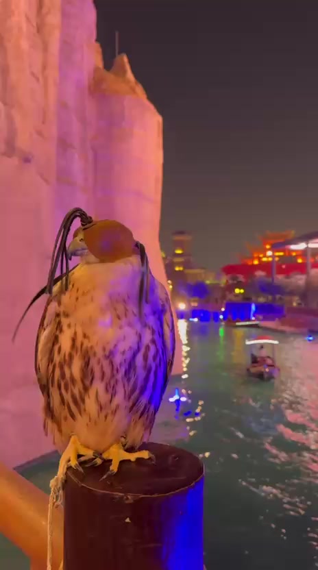 @ريشة صقر