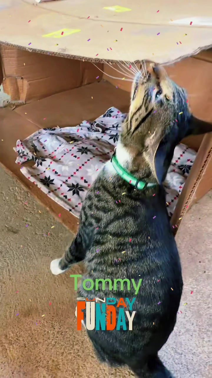 @Amri Gatitos