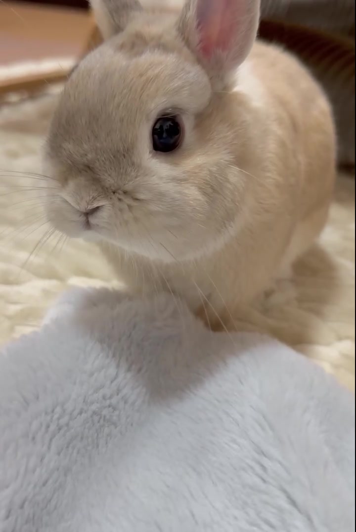 @うさぎのぷっしゅ