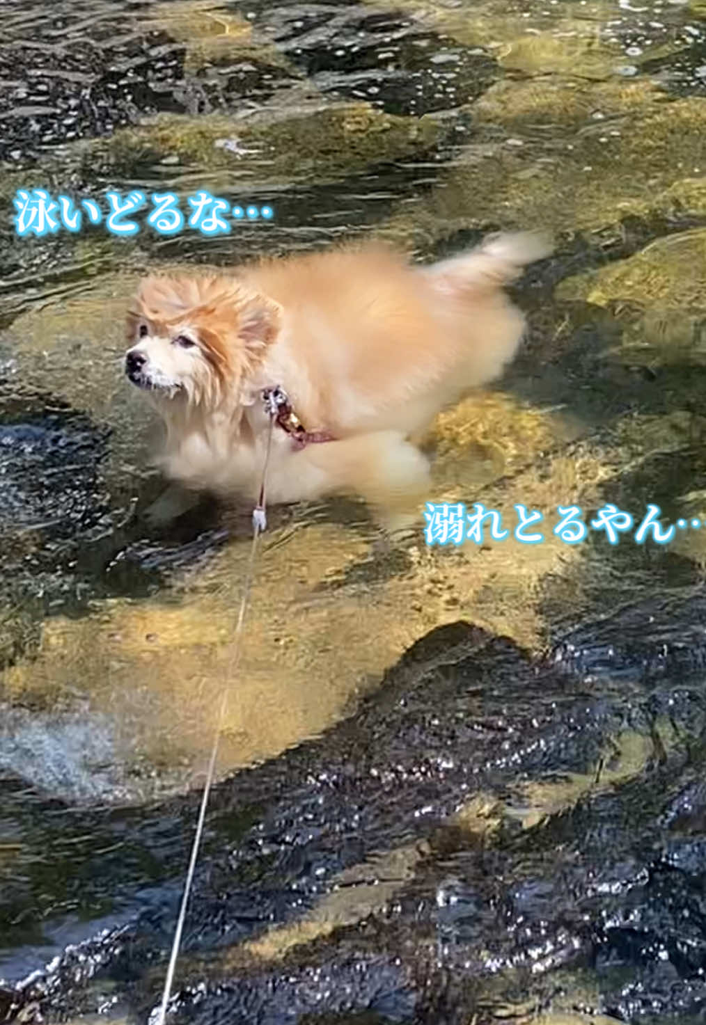 @ポメラニアン🐾えびす
