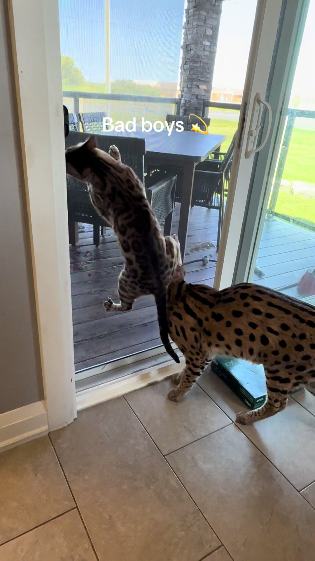 @milo the serval