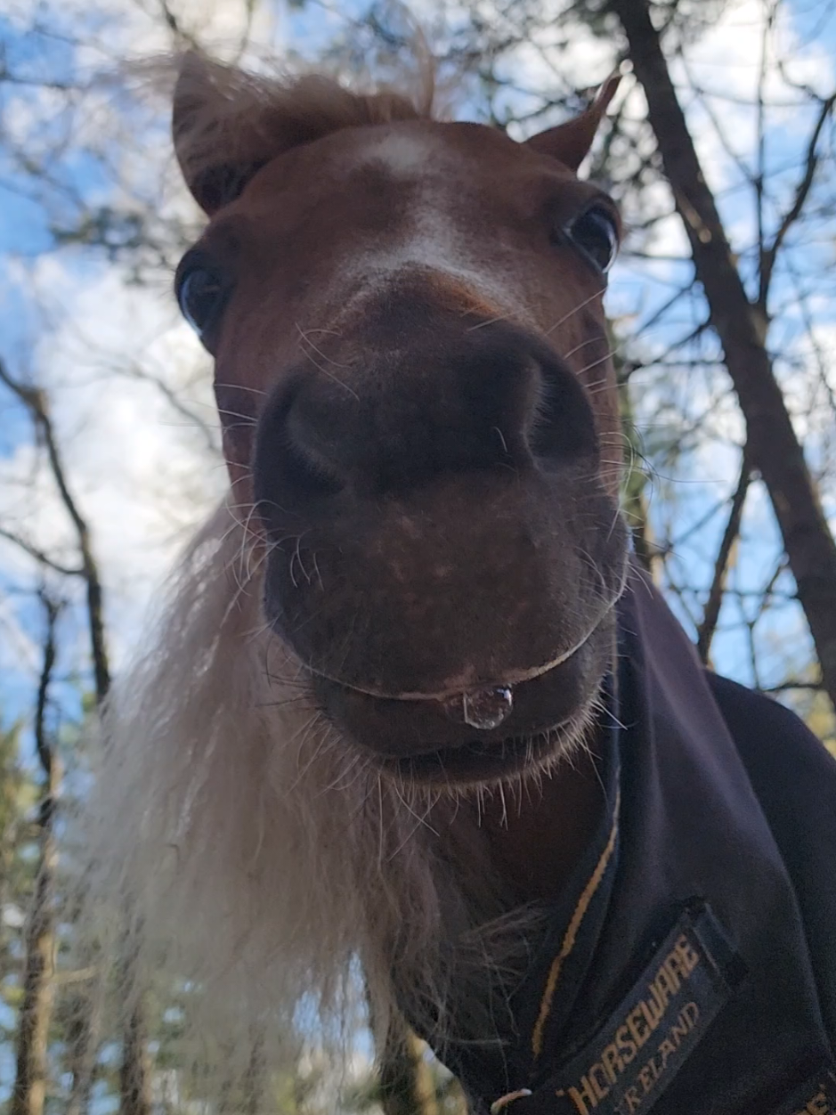 @minihorsemomandtrainer🐴🐴🐴🐴