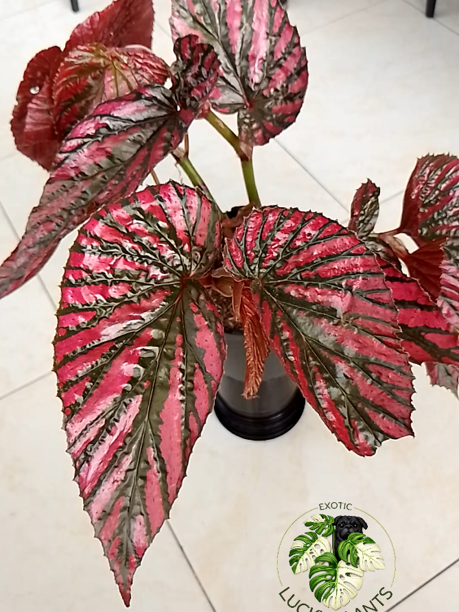 @LUCKY PLANTS