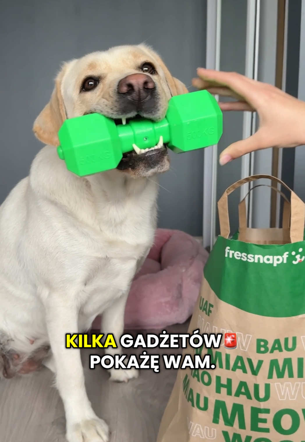 @Moonlife -Labrador Retriever