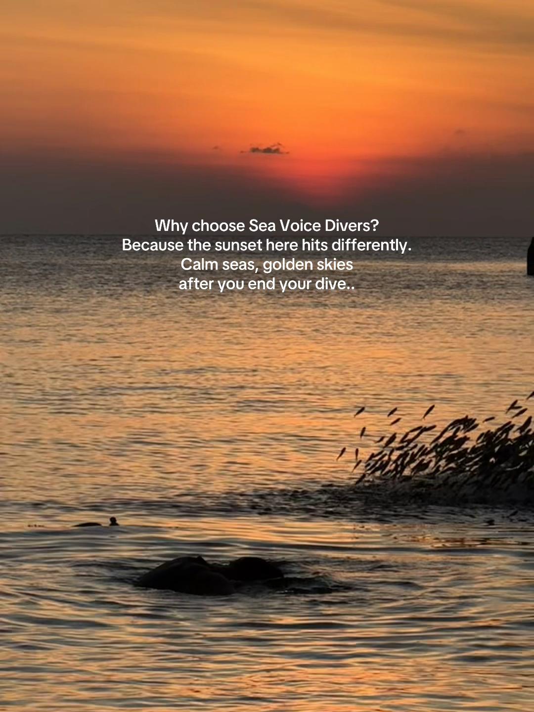 @SeaVoiceDivers