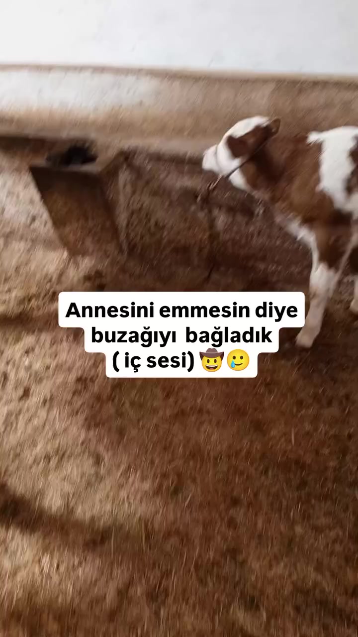 @Devlerin aลkฤฑ büyük olur ๐๐