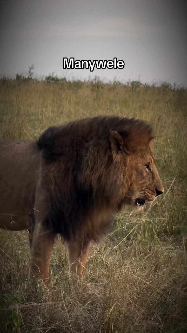 @𝓝 𝓪 𝓲 【Lion Expert】