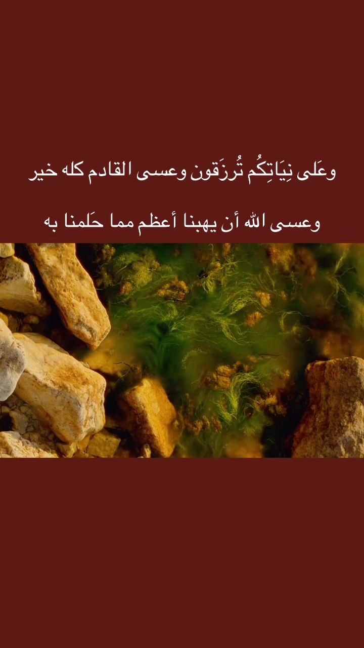 @المجتهد