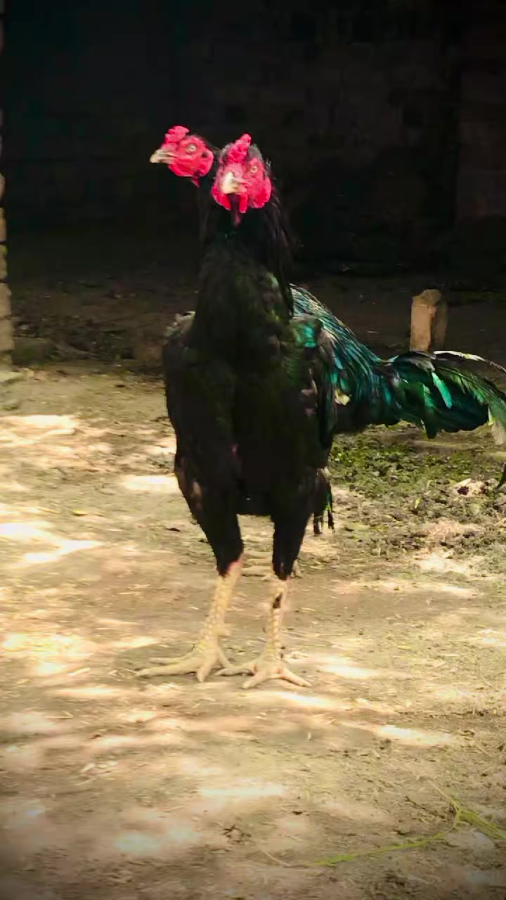 @Raza4732