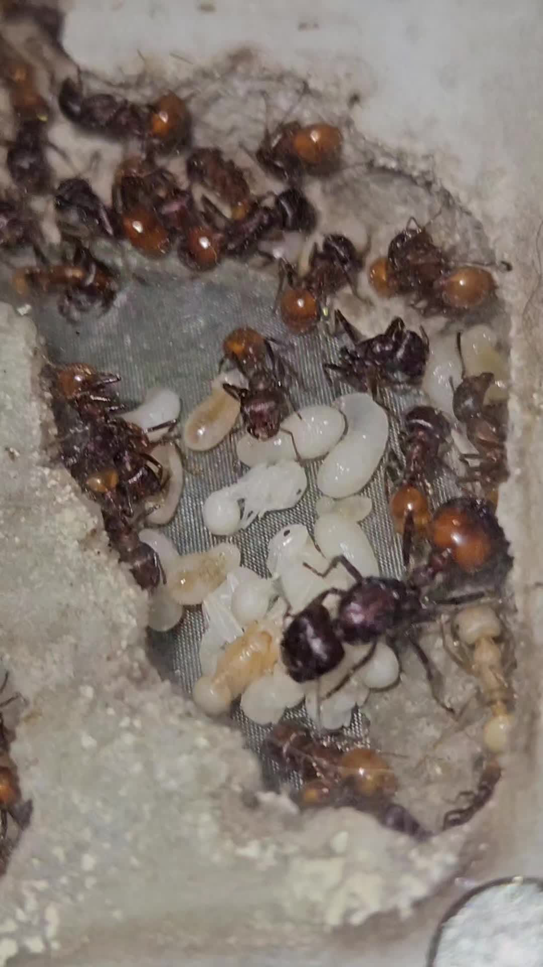 @Aaron's Ants
