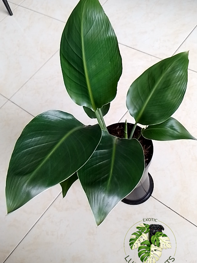 @LUCKY PLANTS