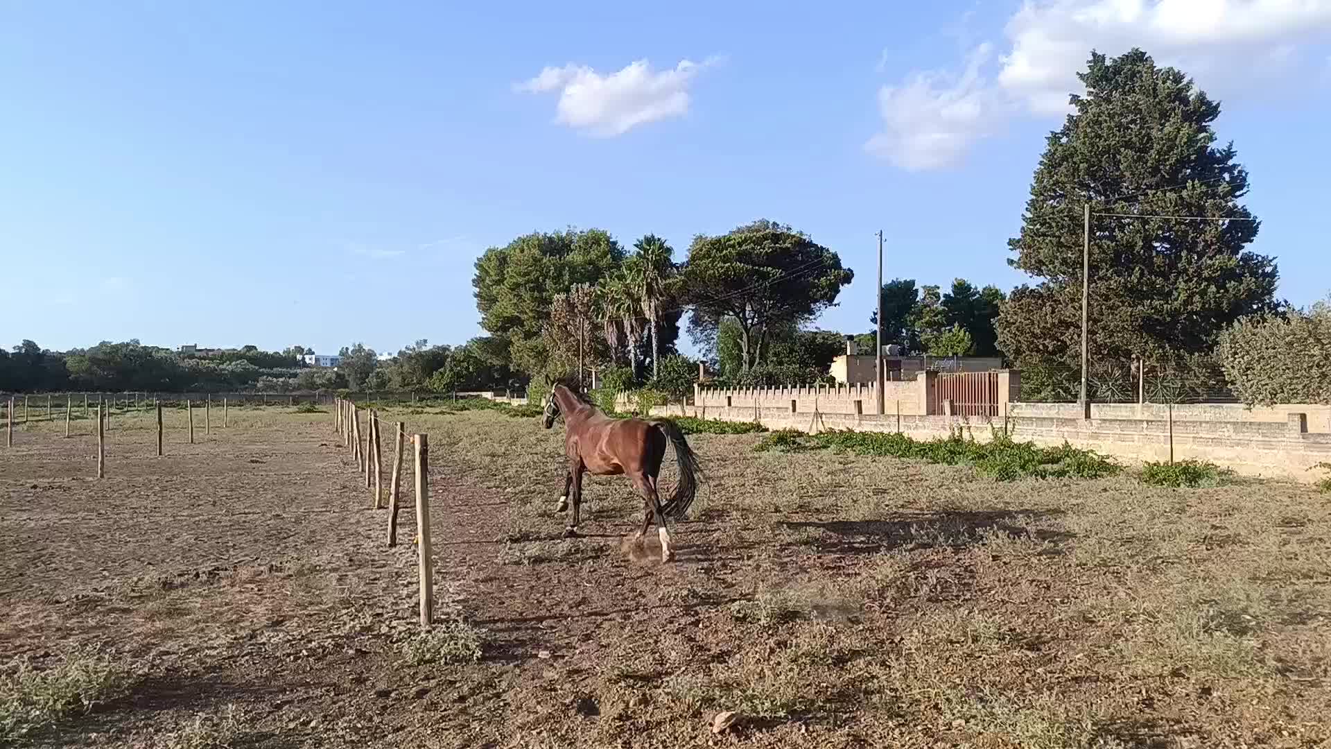 @GypsyHorse