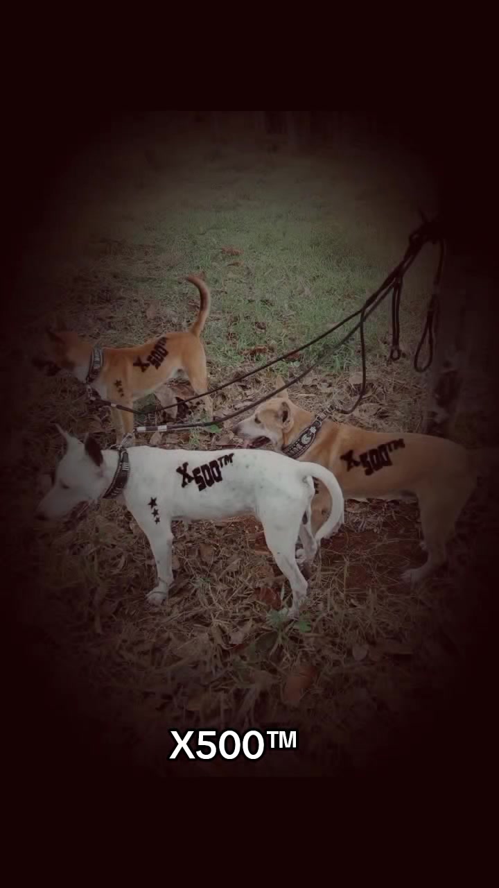 @X⁵⁰⁰&trade;👾⚡🐾