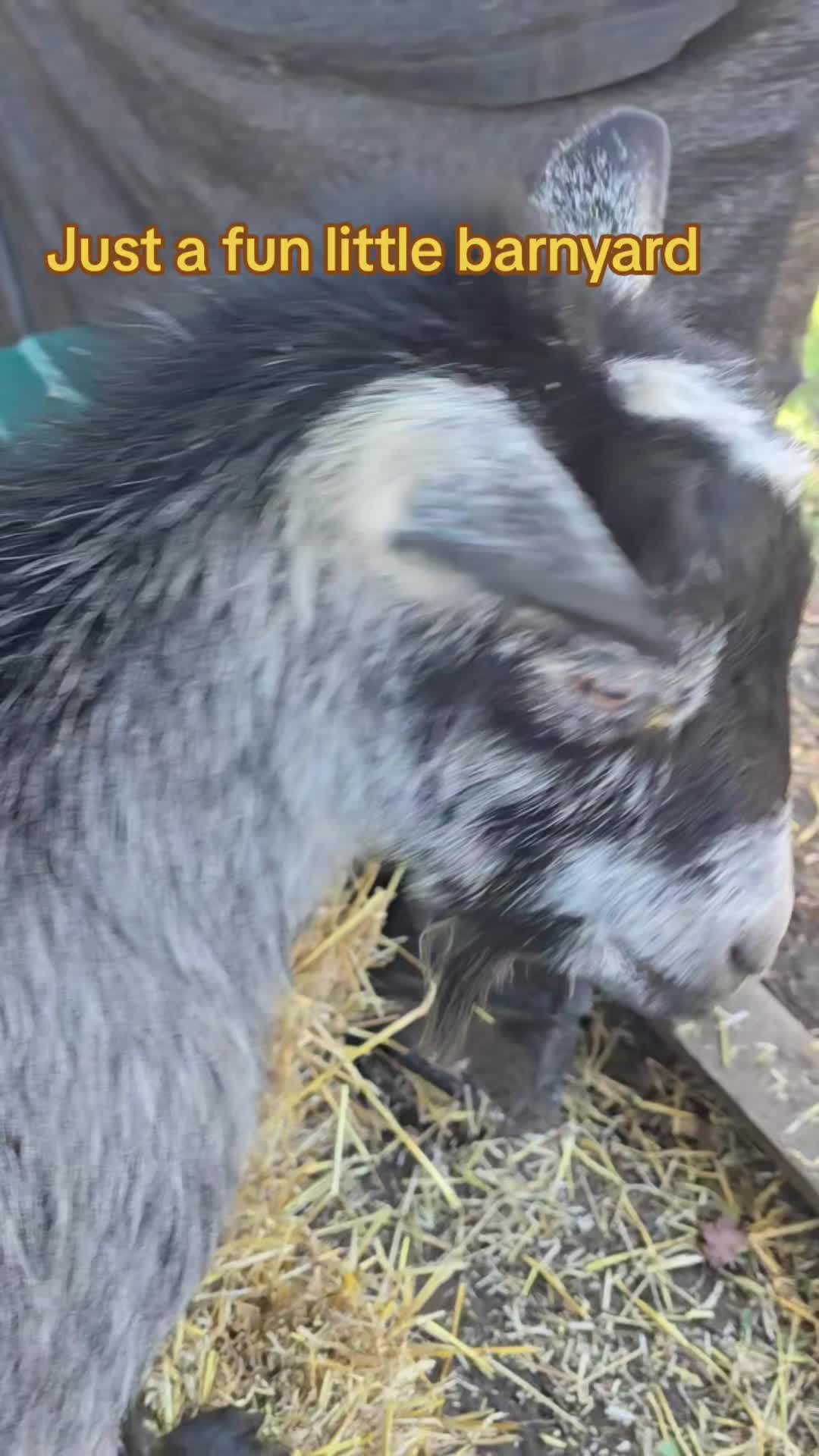 @Small Town Farm LLC