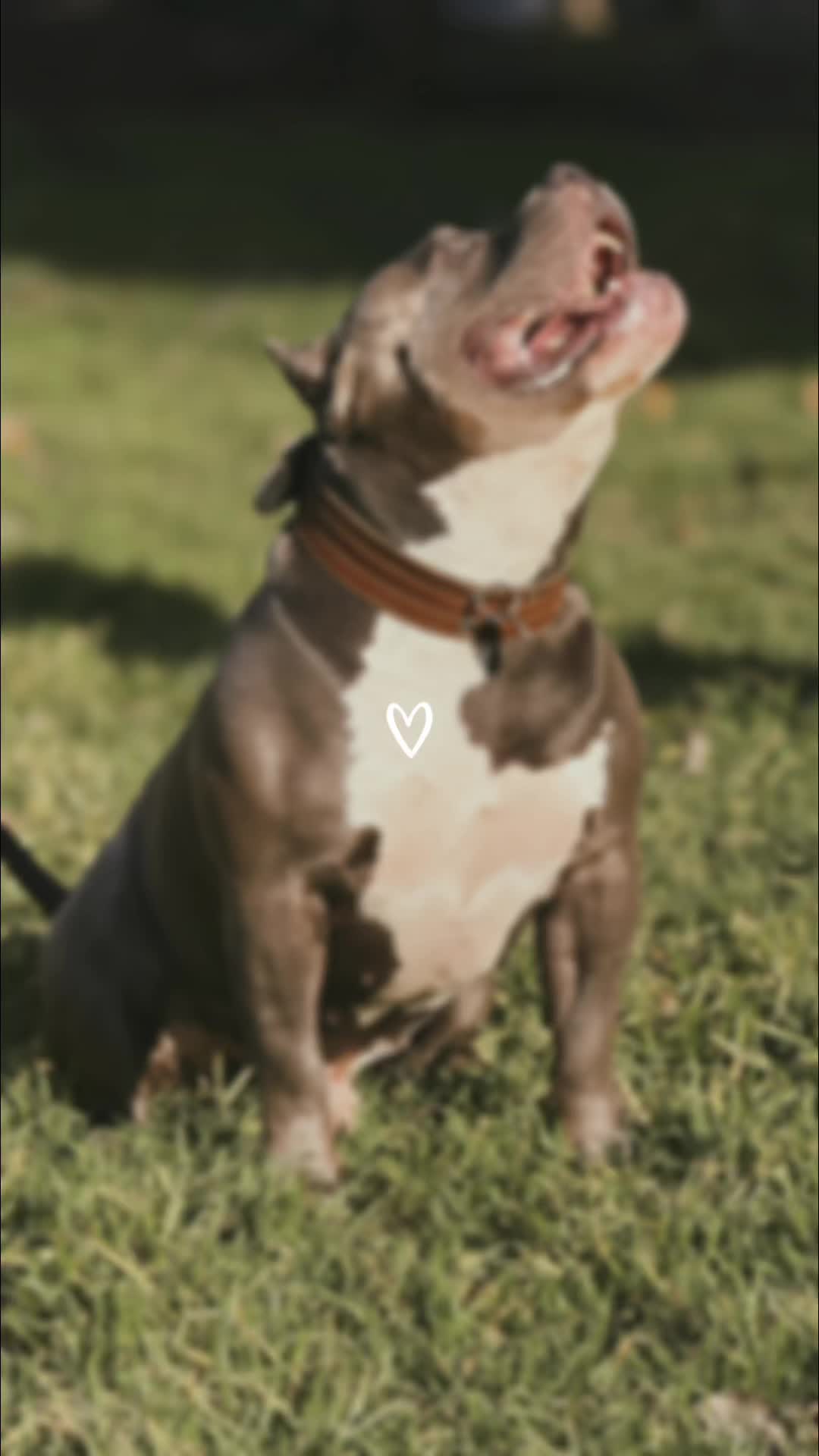 @Odessa Bully kennel