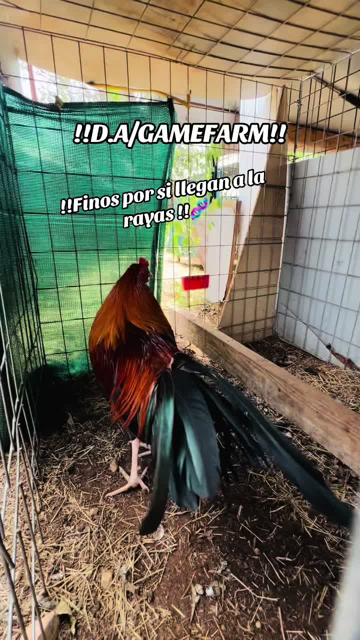@DAgamefarm