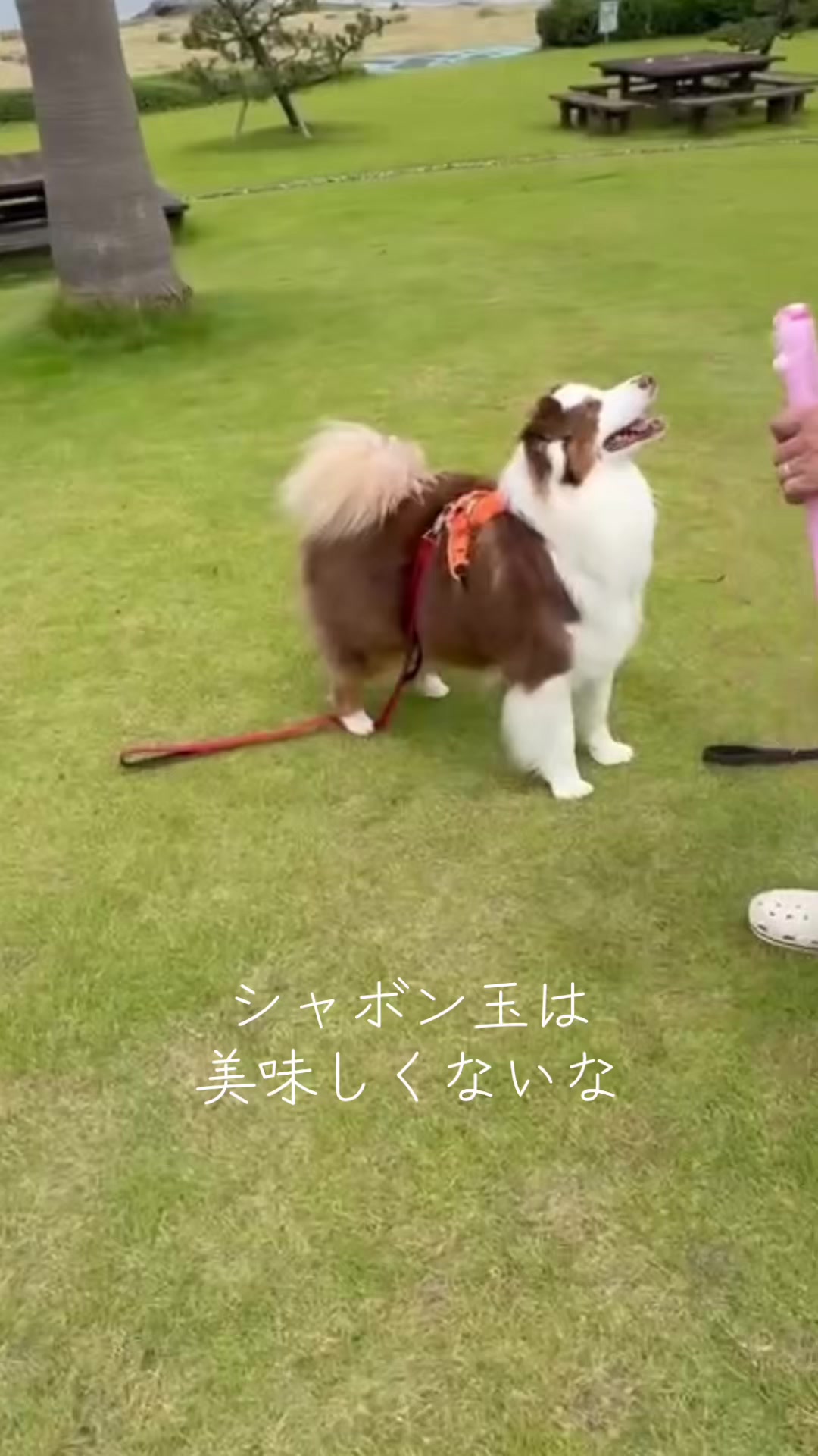 @サン&タマ