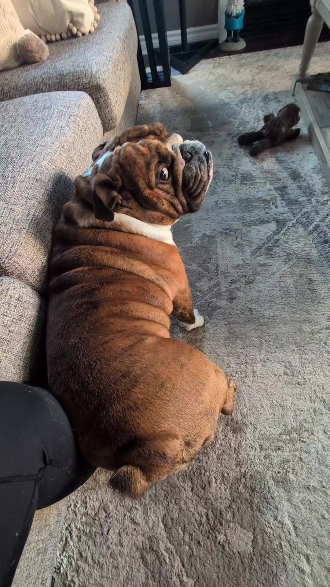 @Vinny The Bulldog